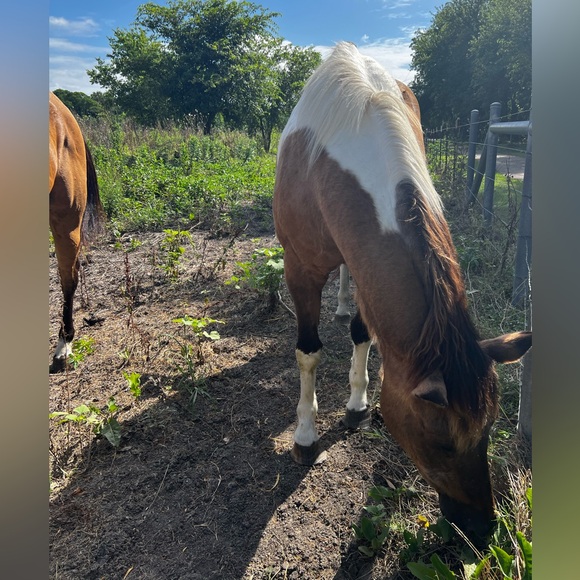 Meet your Posher, L P - Picture 9 of 13